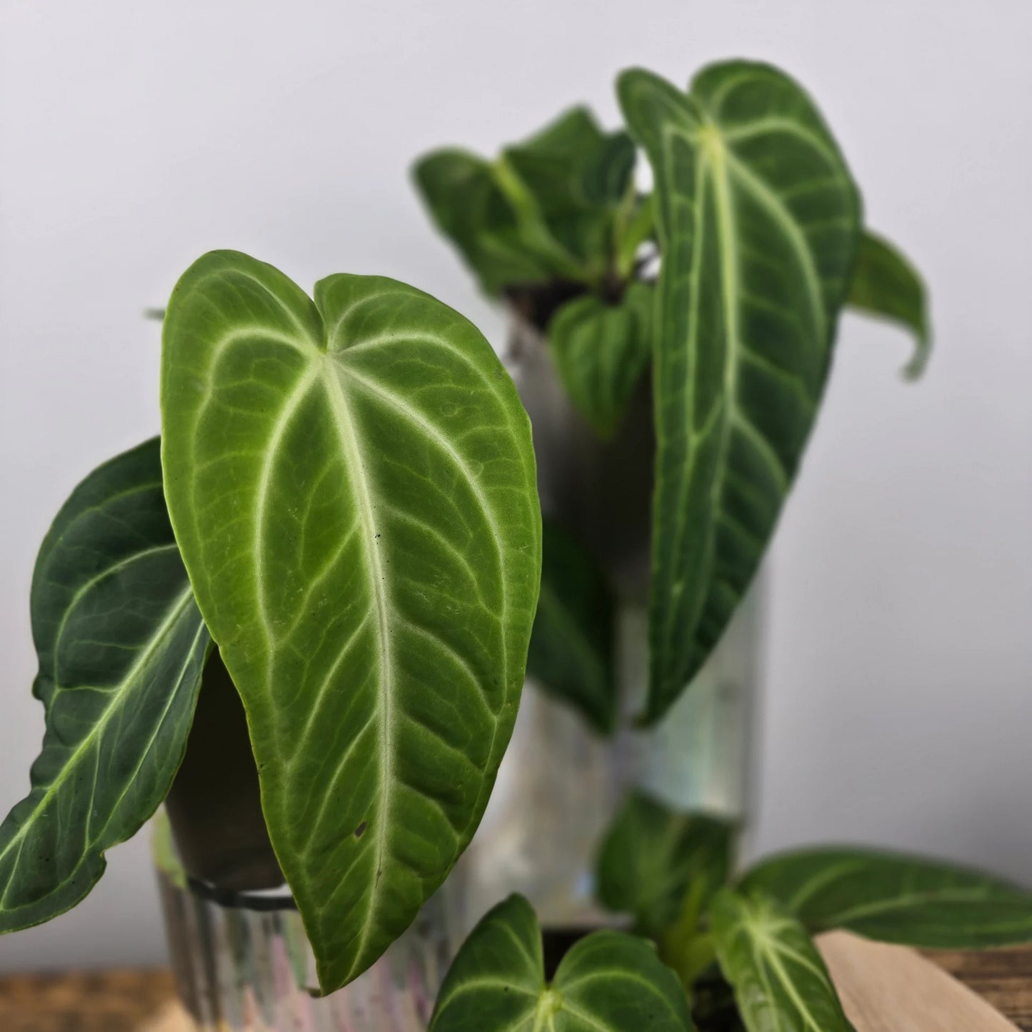 Anthurium villenaorum