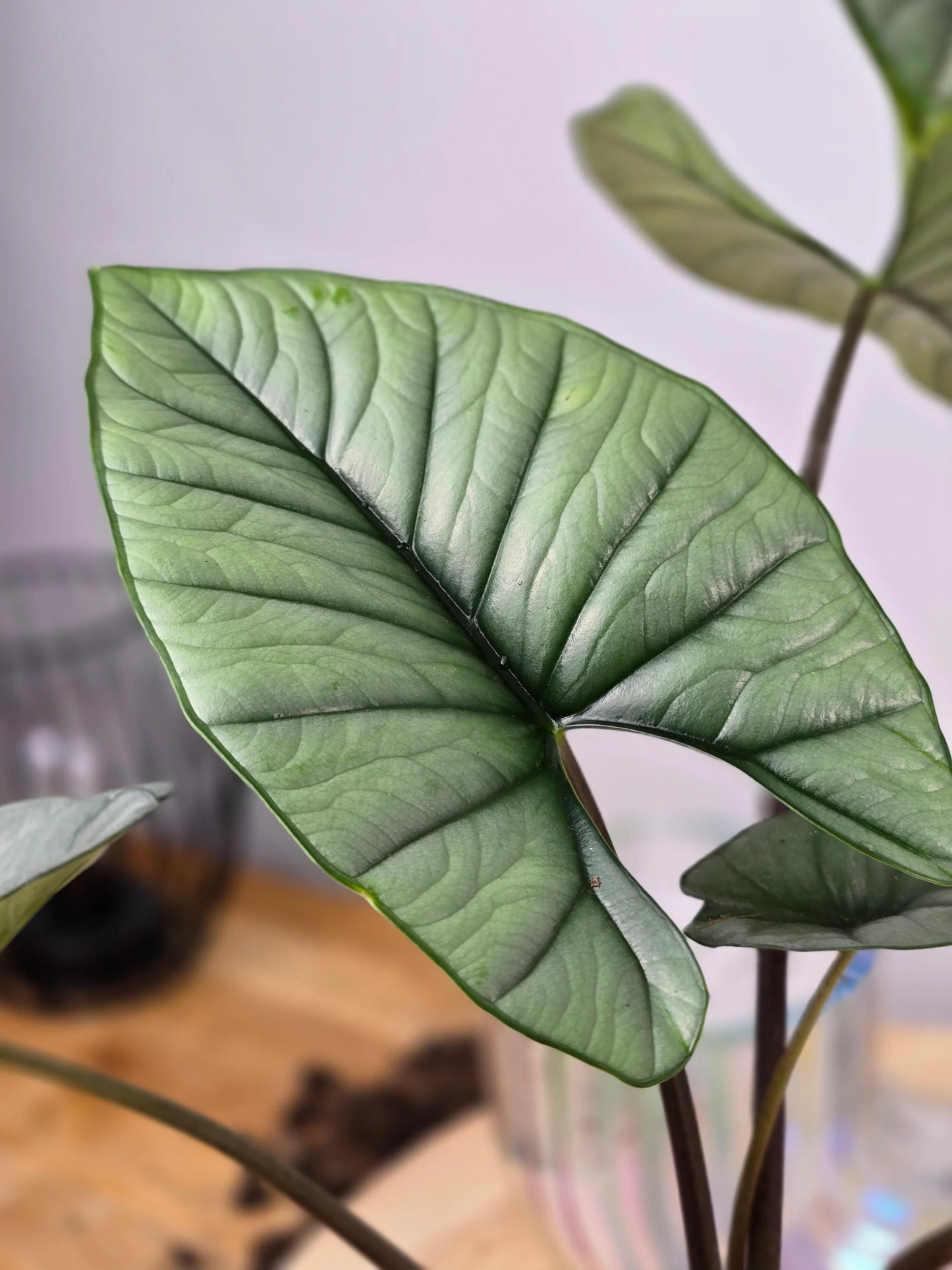 Alocasia Platinum