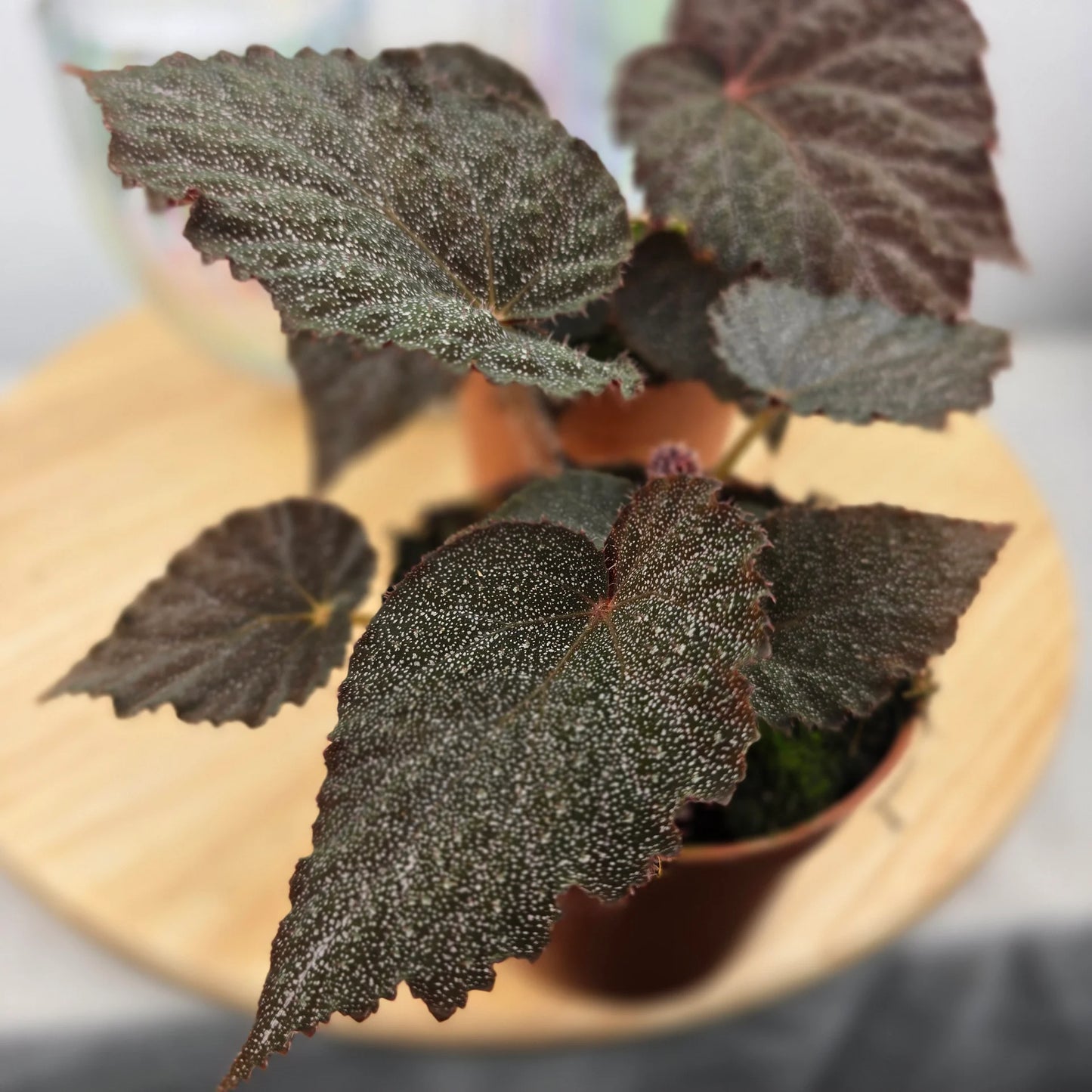 Begonia 'Taconite'