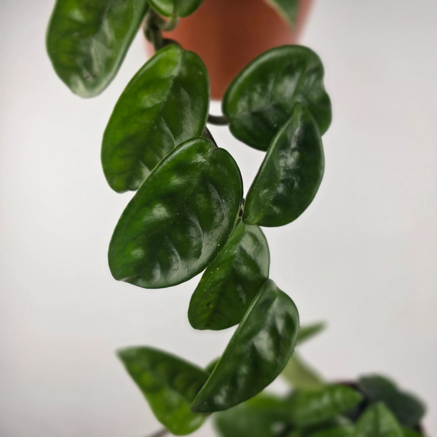 Hoya carnosa 'Krinkle 8'