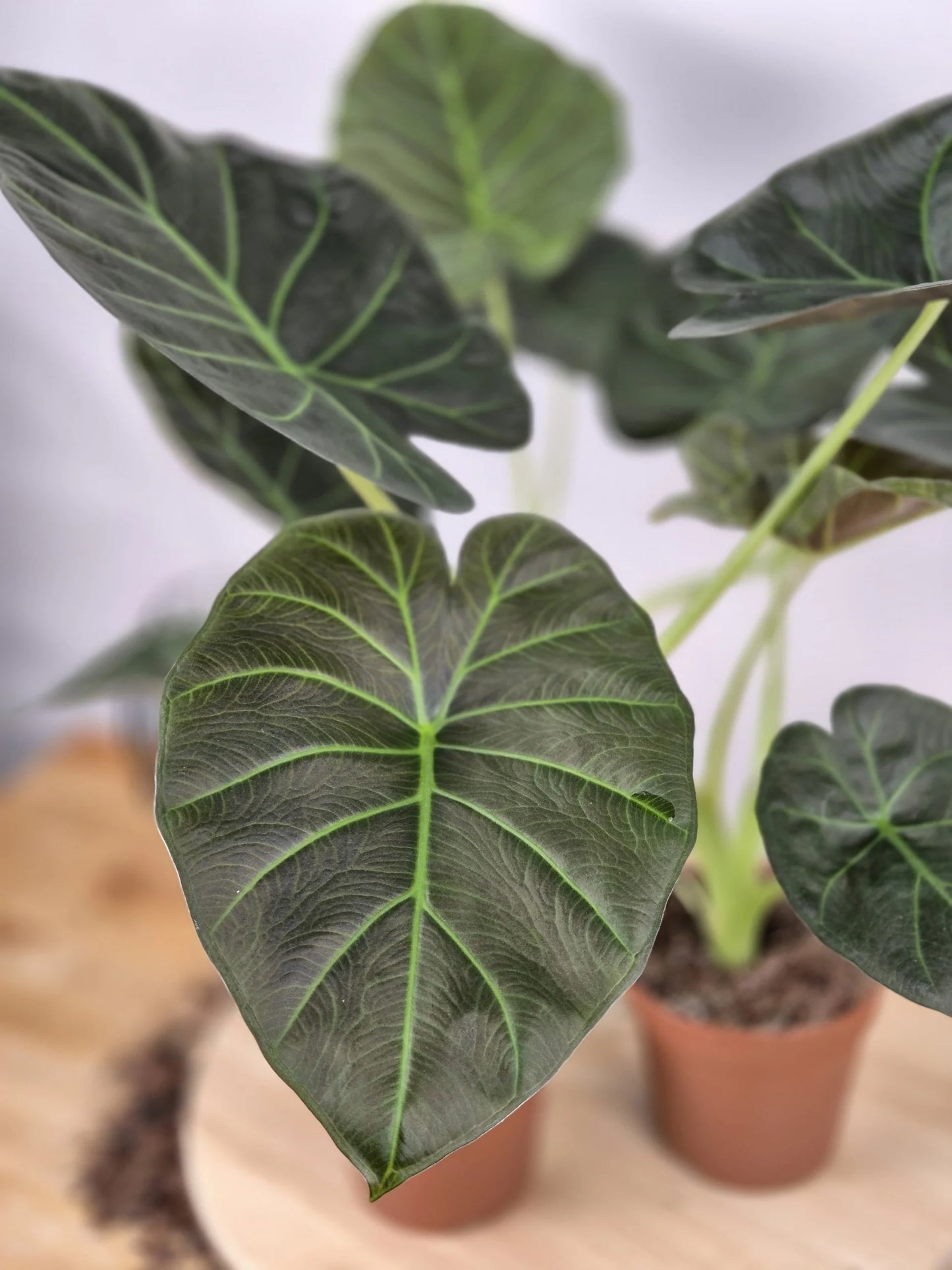 Alocasia 'Regal Shields'