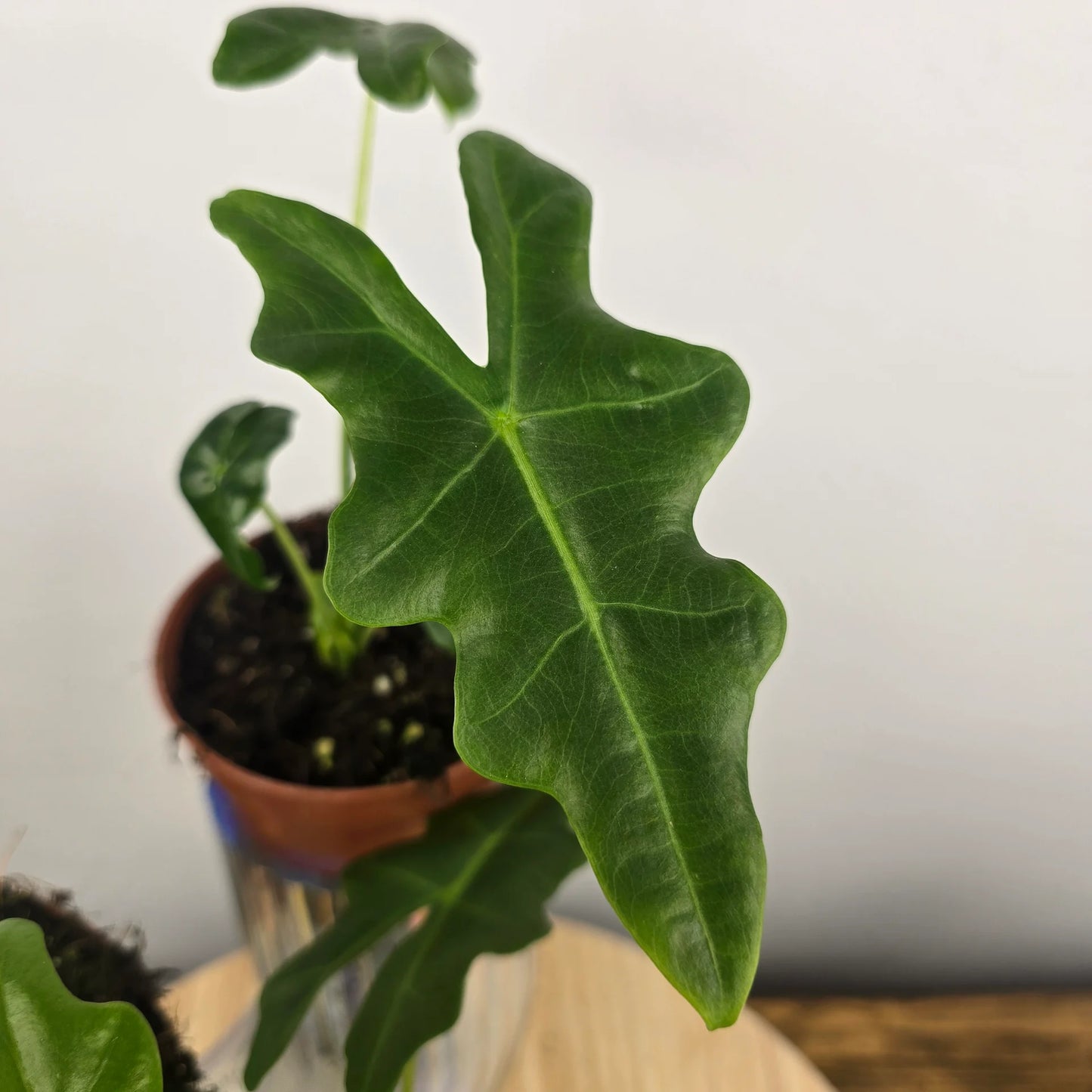 Alocasia Portei