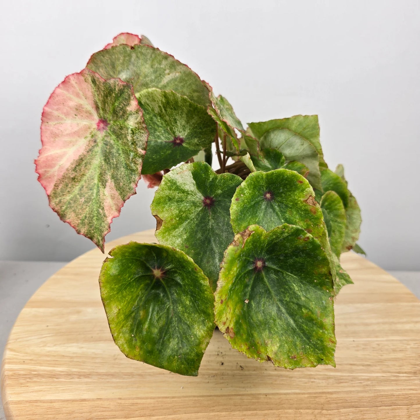 Begonia 'Rouge Variegata'