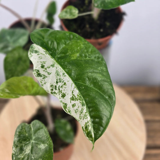 Alocasia odora 'Batik Variegata'
