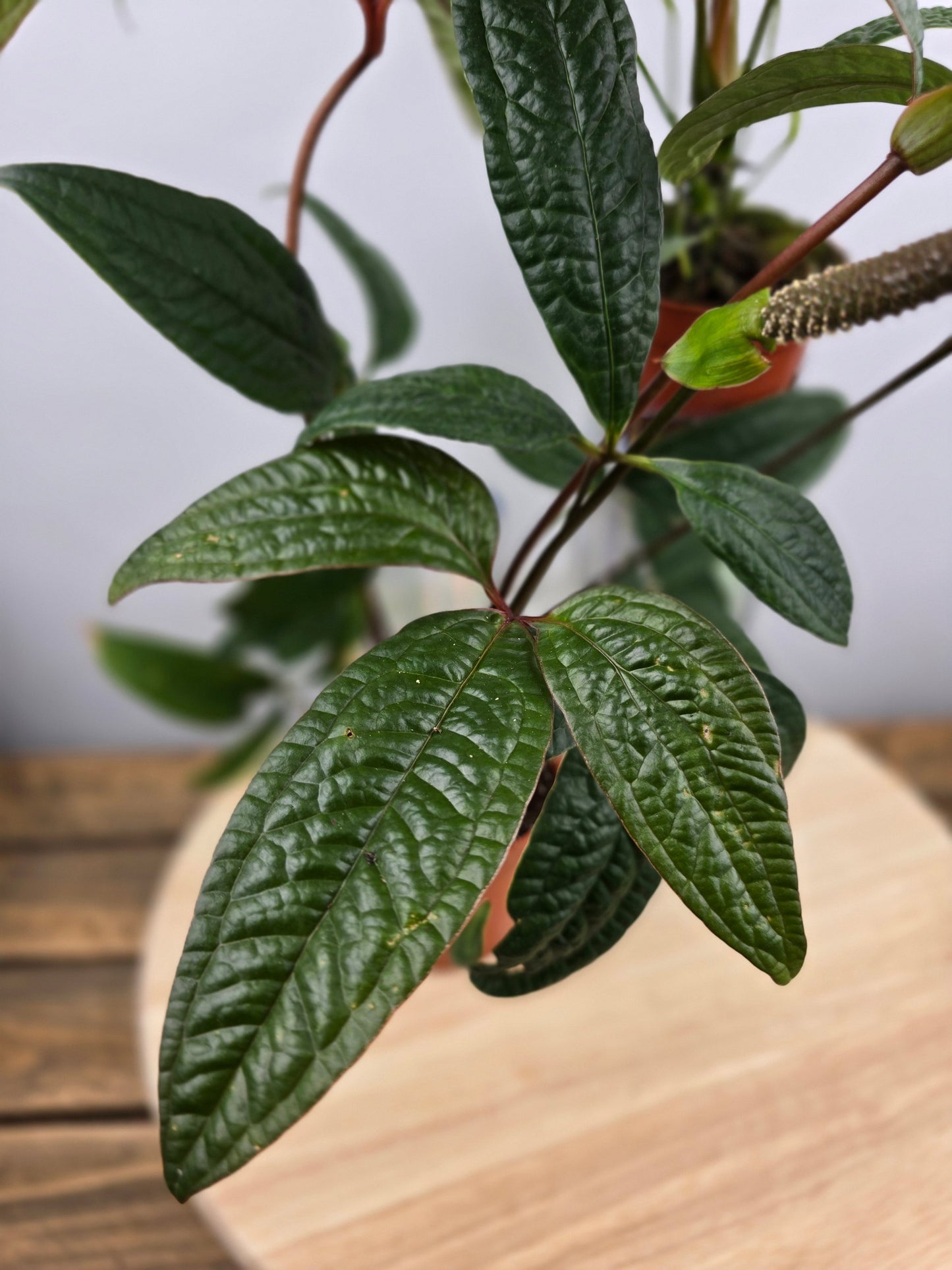 Anthurium arisaemoides