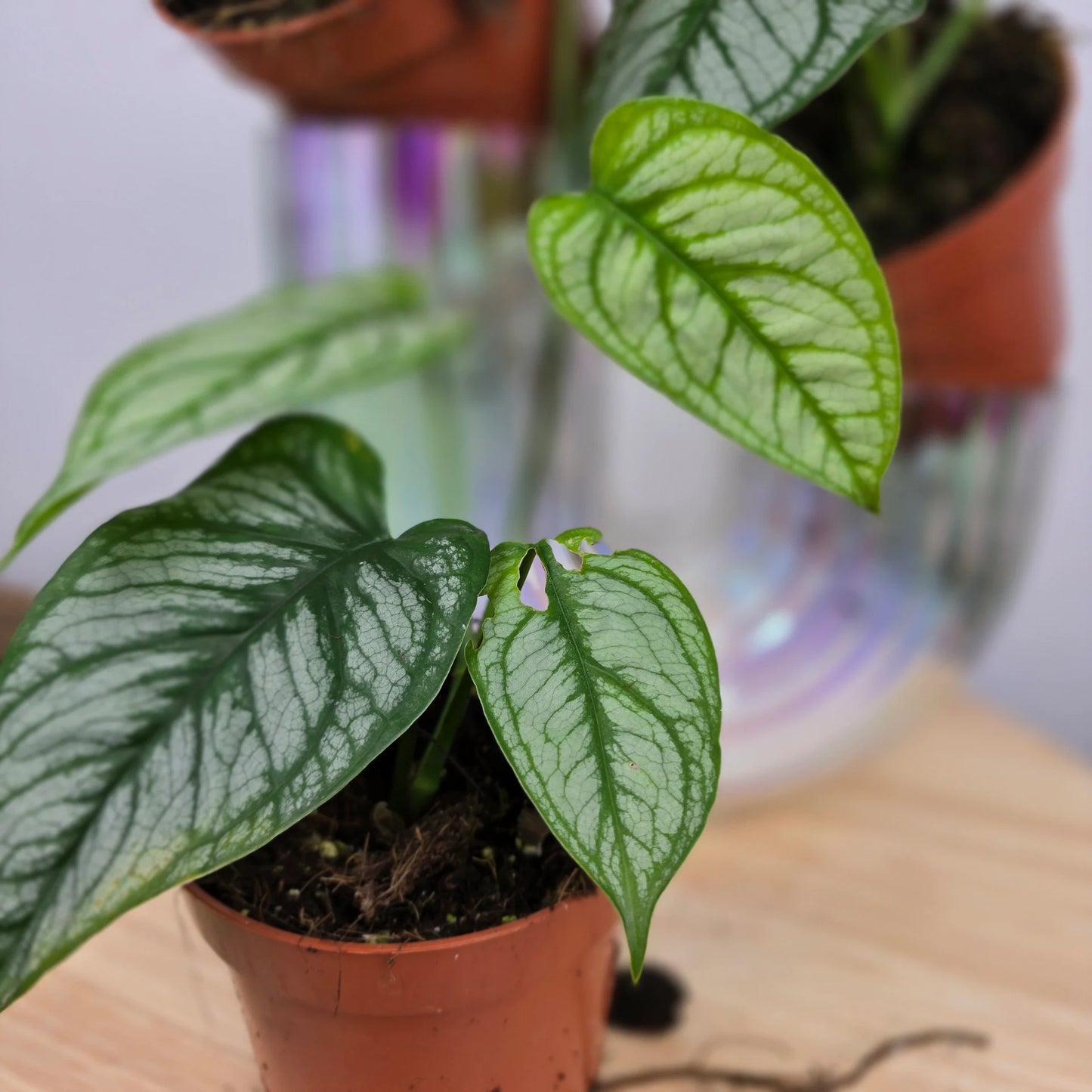 Monstera siltepecana 'El Salvador'