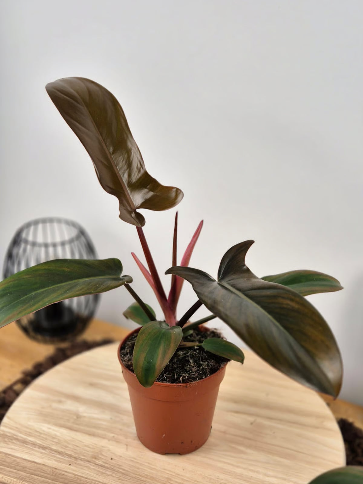 Philodendron Florida Bronze
