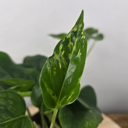 Epipremnum pinnatum Marble Green