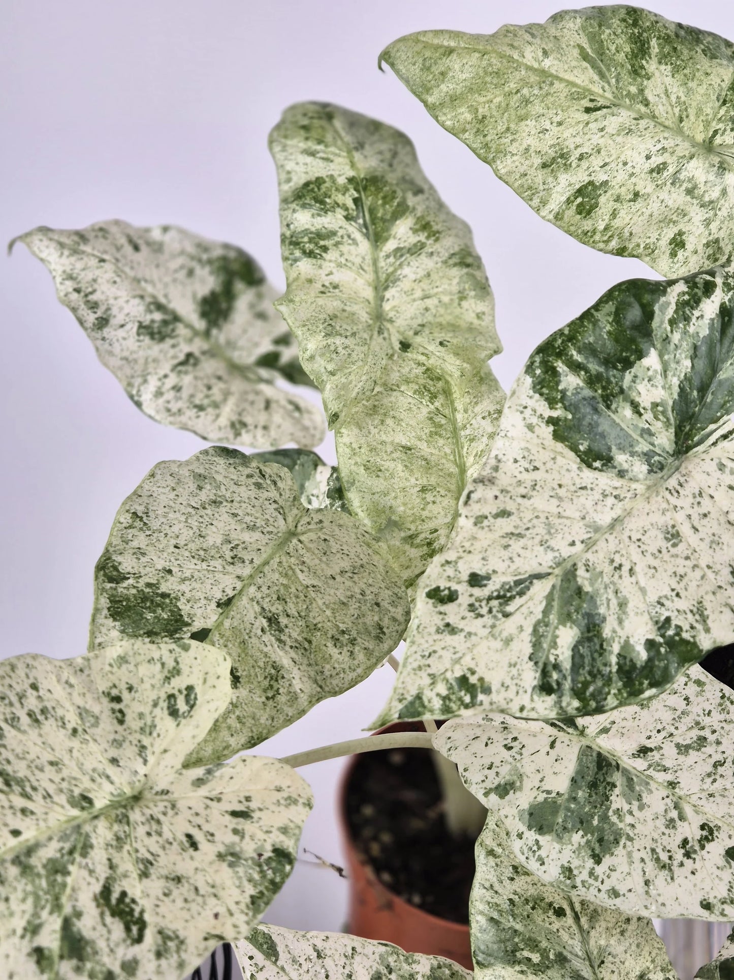 Alocasia Macrorrhiza 'Splash'
