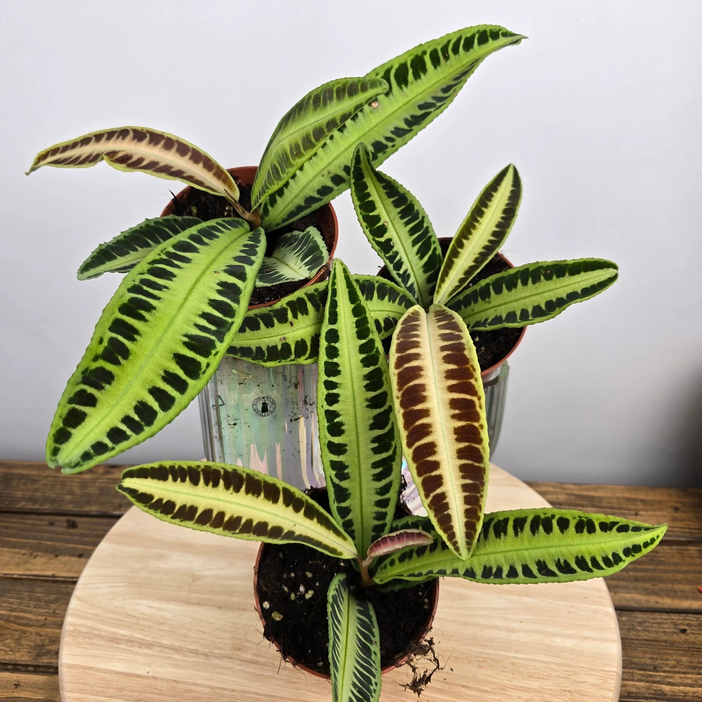 Labisia 'Jambi'