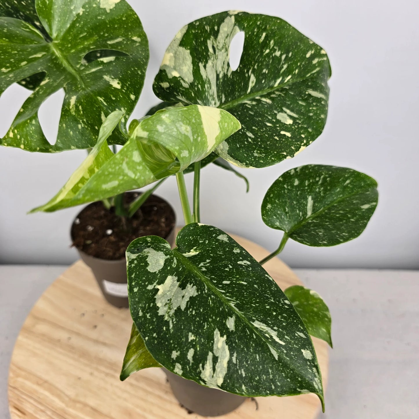 Monstera 'Thai Constellation'