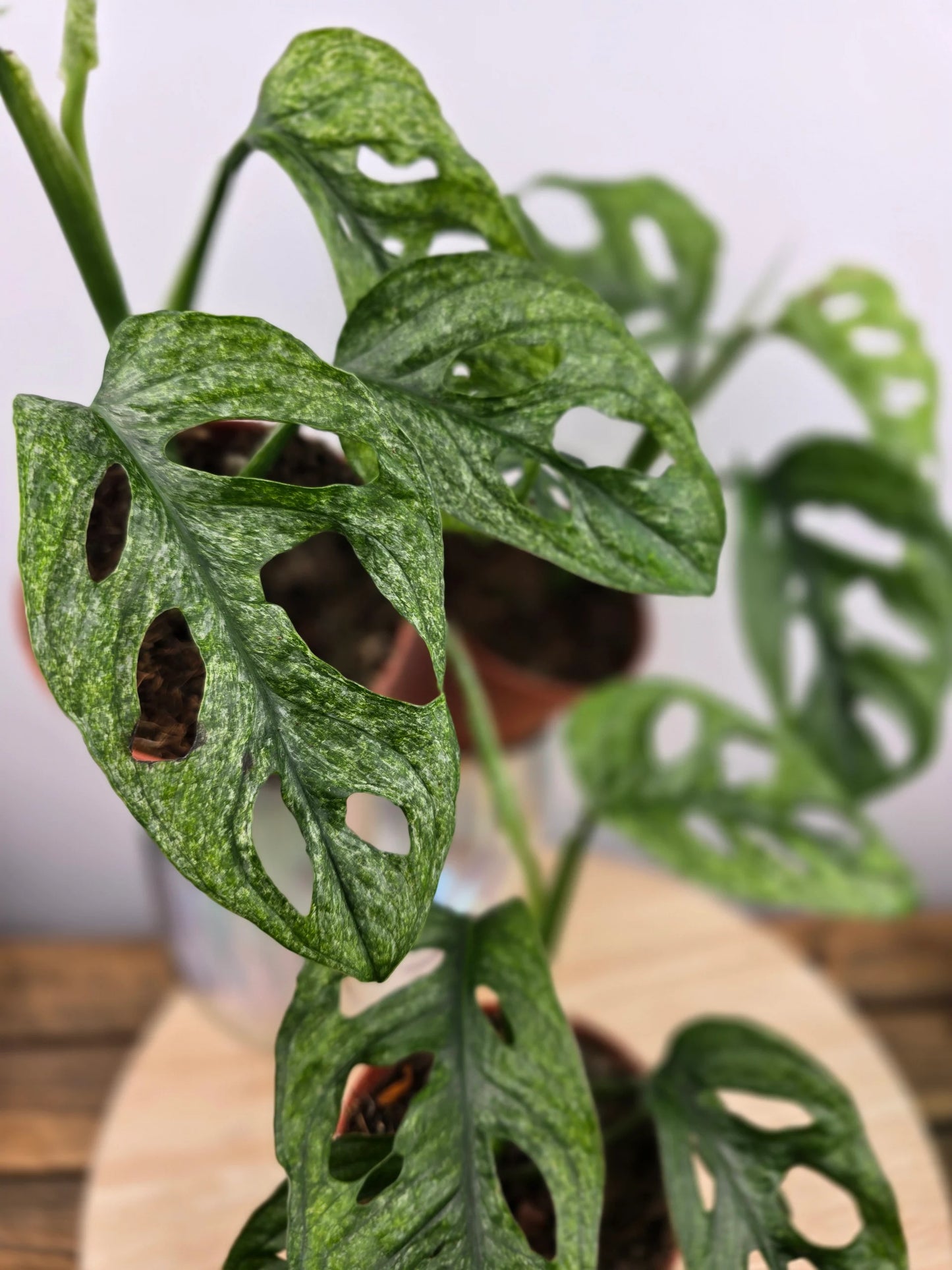 Monstera adansonii Mint