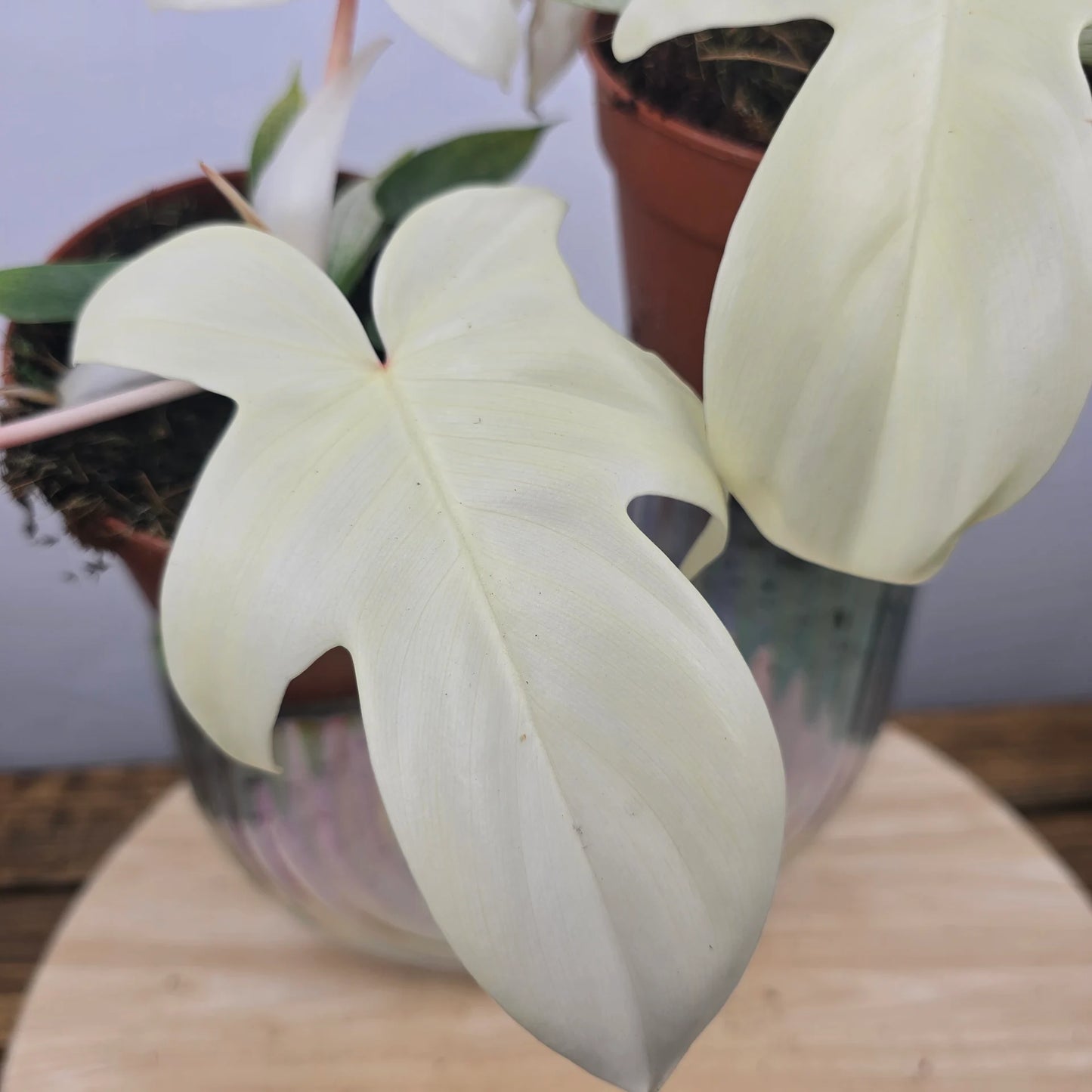 Philodendron Florida Ghost