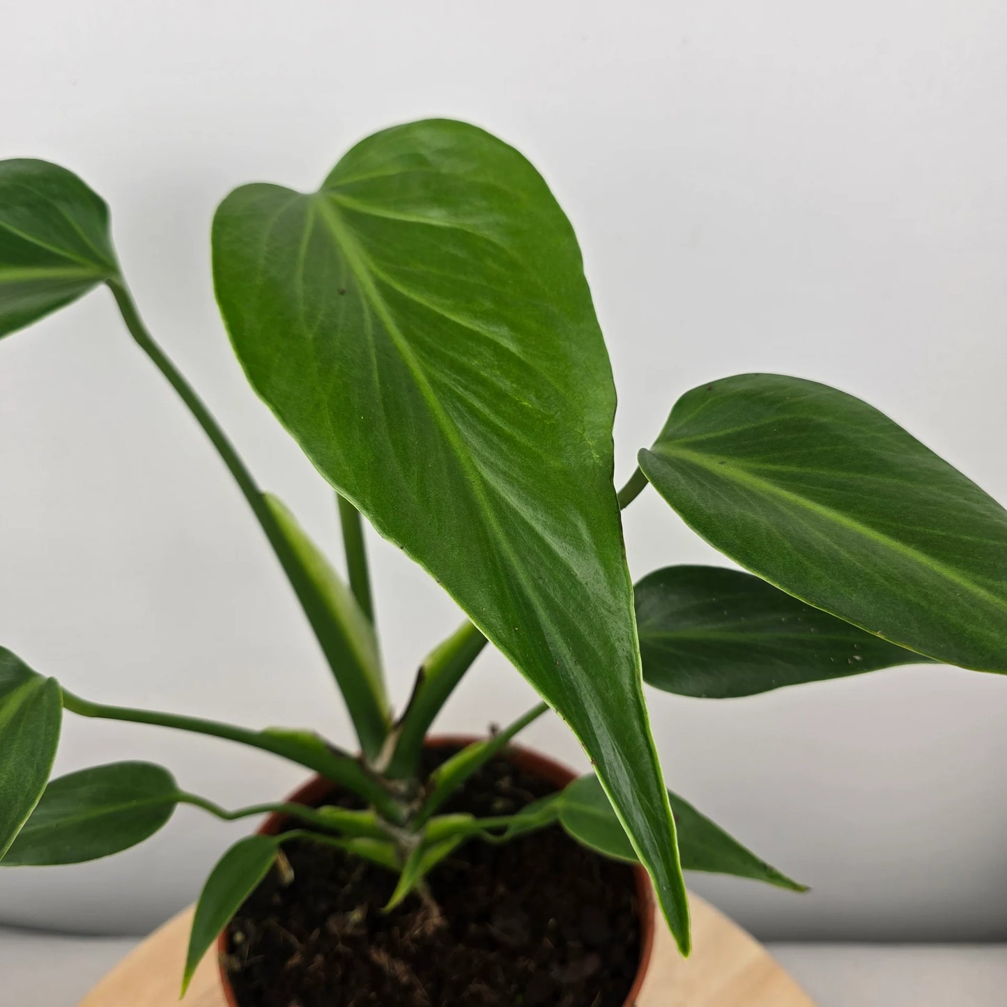Monstera Burle Marx Flame