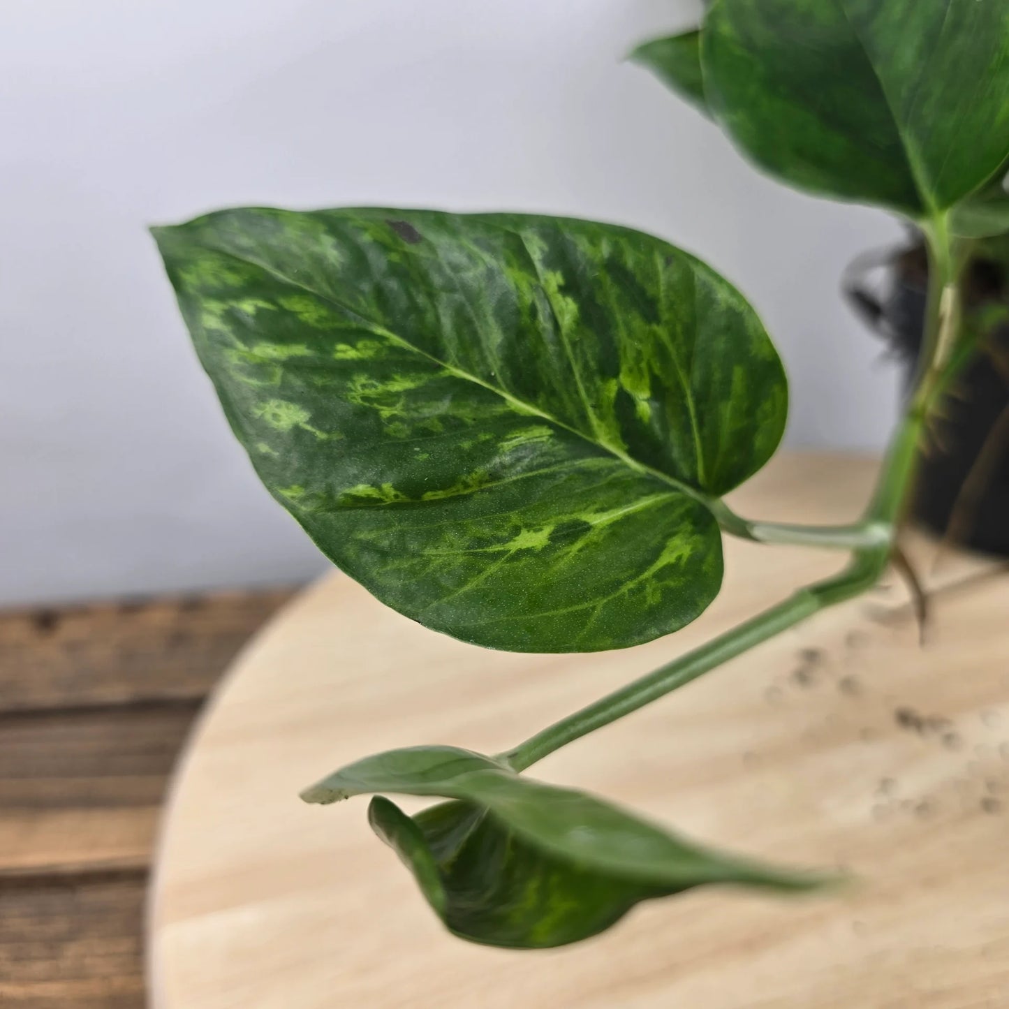 Epipremnum pinnatum Marble Green