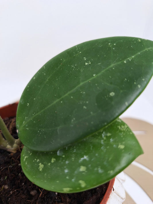 Hoya Parasitica 'Splash'