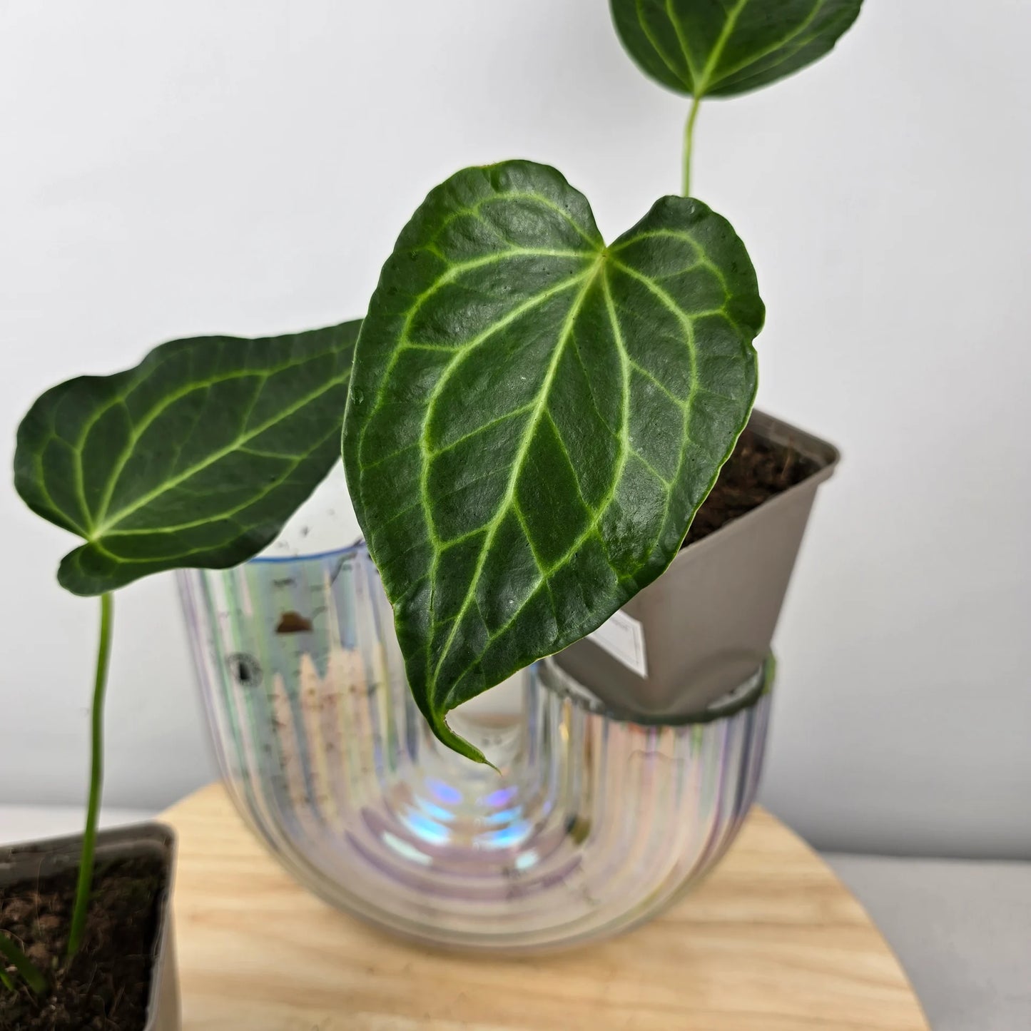 Anthurium Delta Force