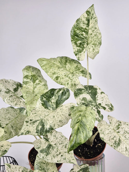 Alocasia Macrorrhiza 'Splash'