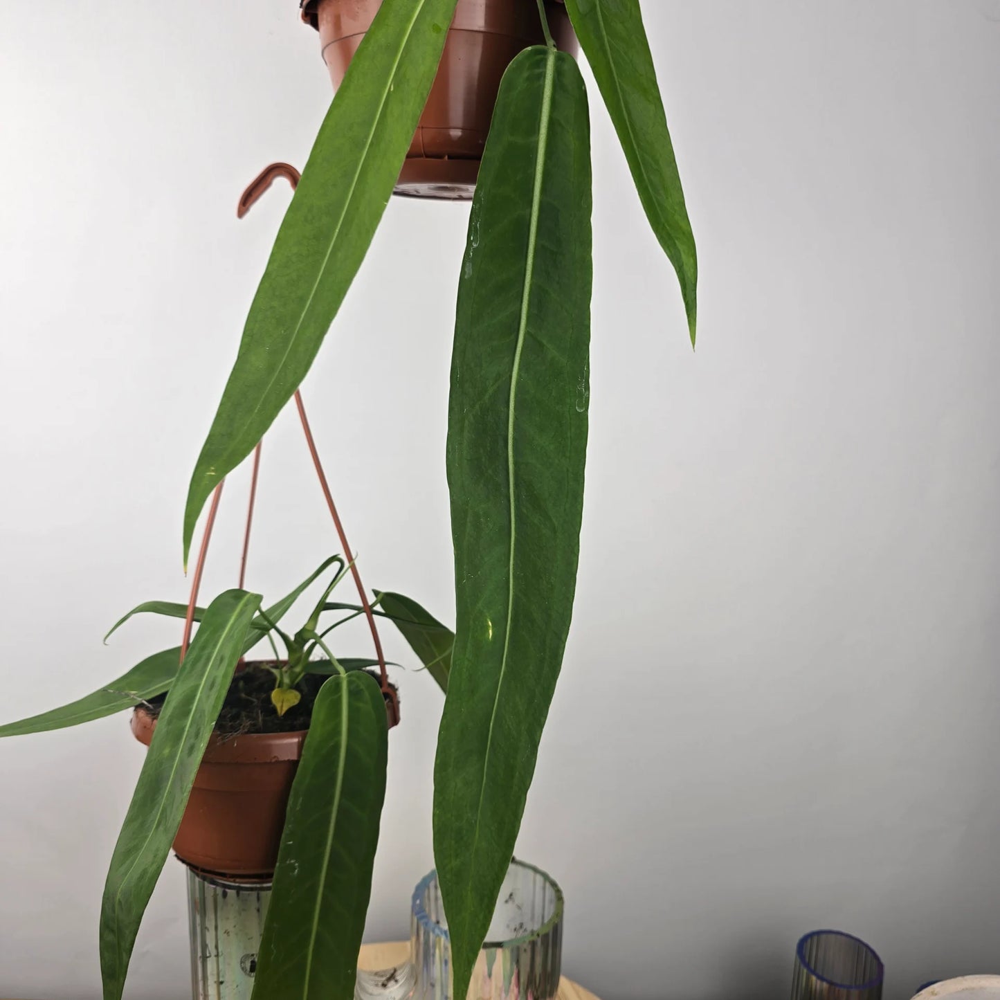Anthurium pallidiflorum