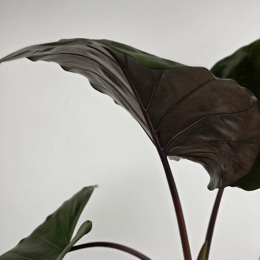 Alocasia 'Metalhead'