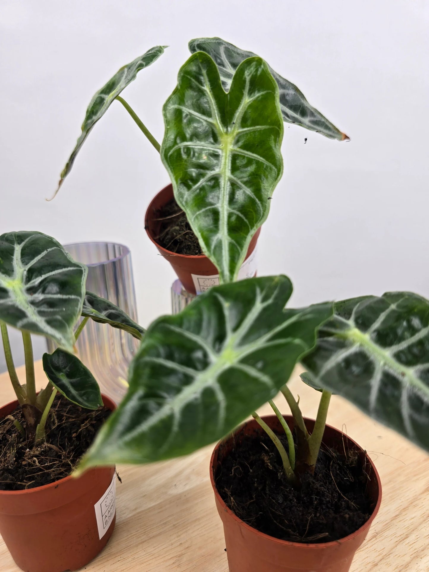 Alocasia Mandalay