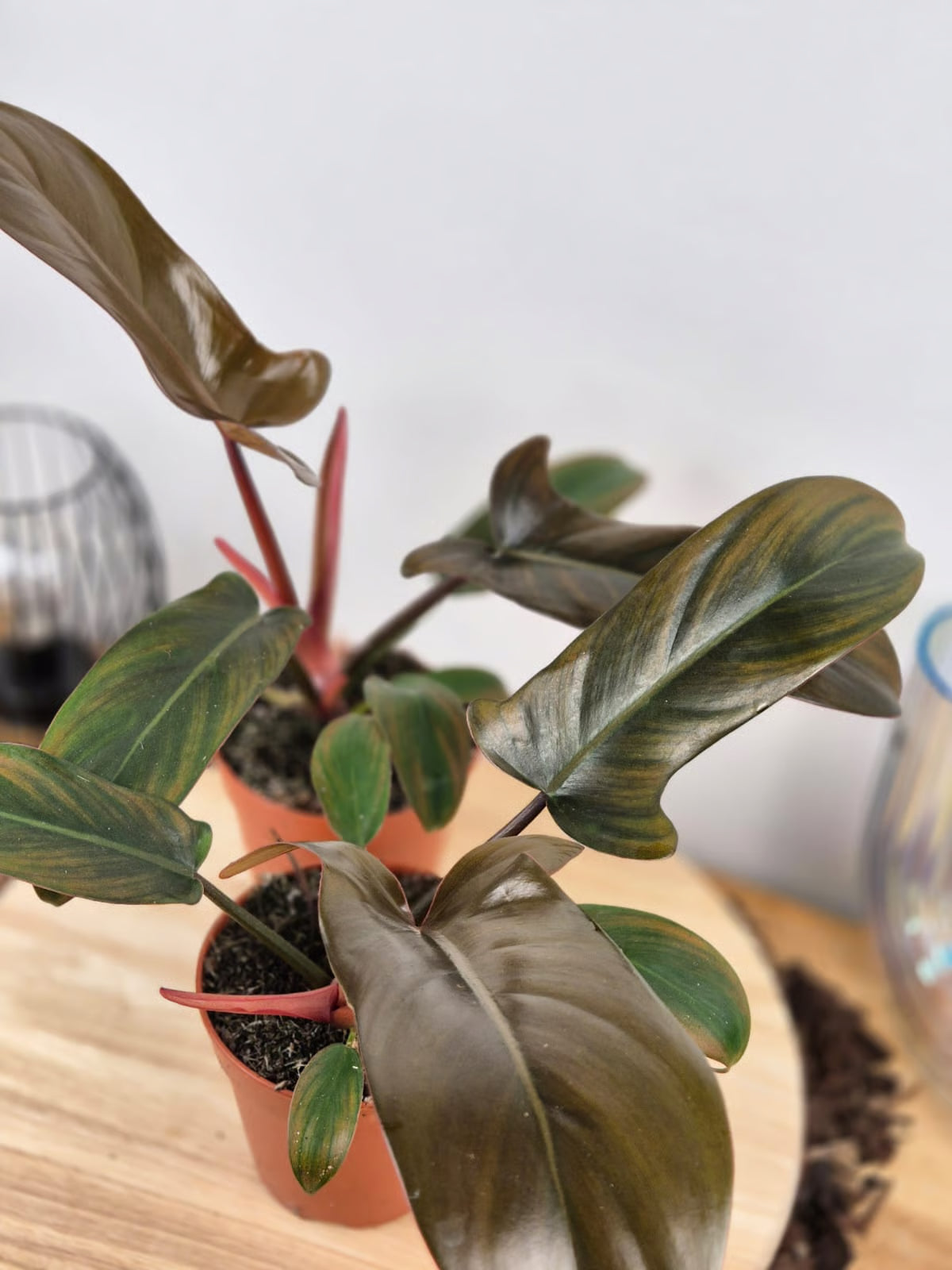 Philodendron Florida Bronze