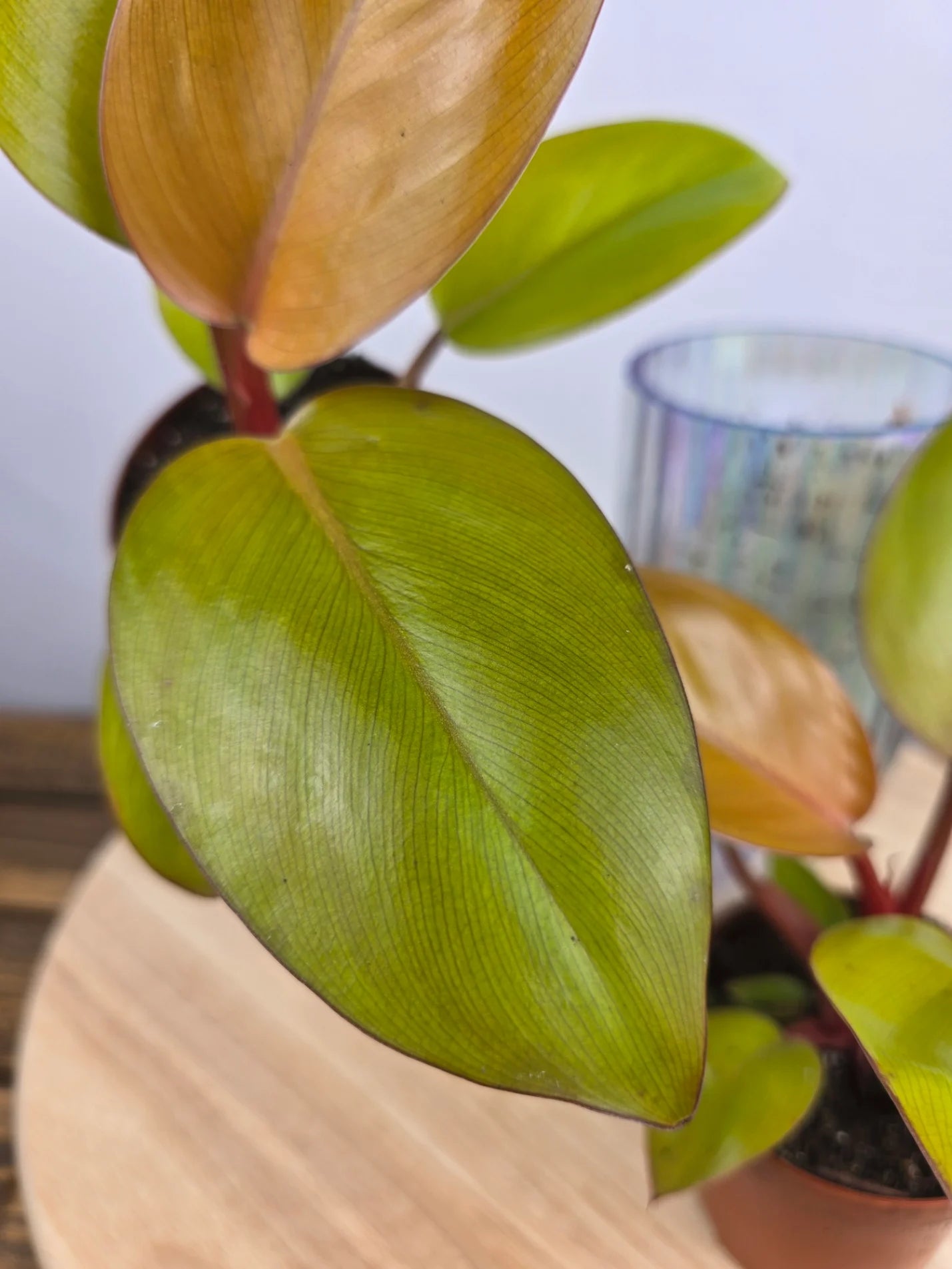Philodendron 'Mars'