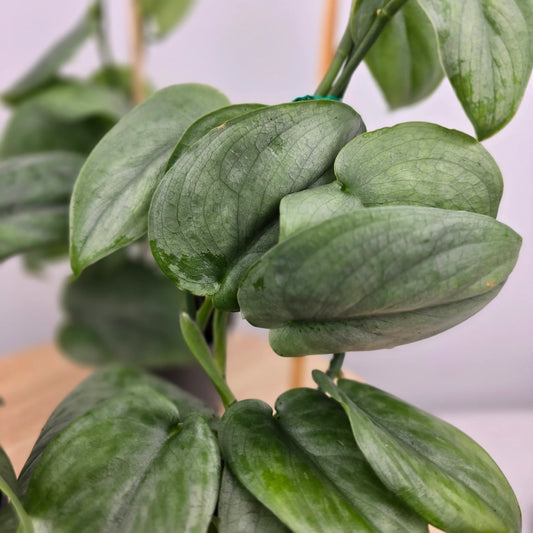 Scindapsus 'Silver Tattoo'