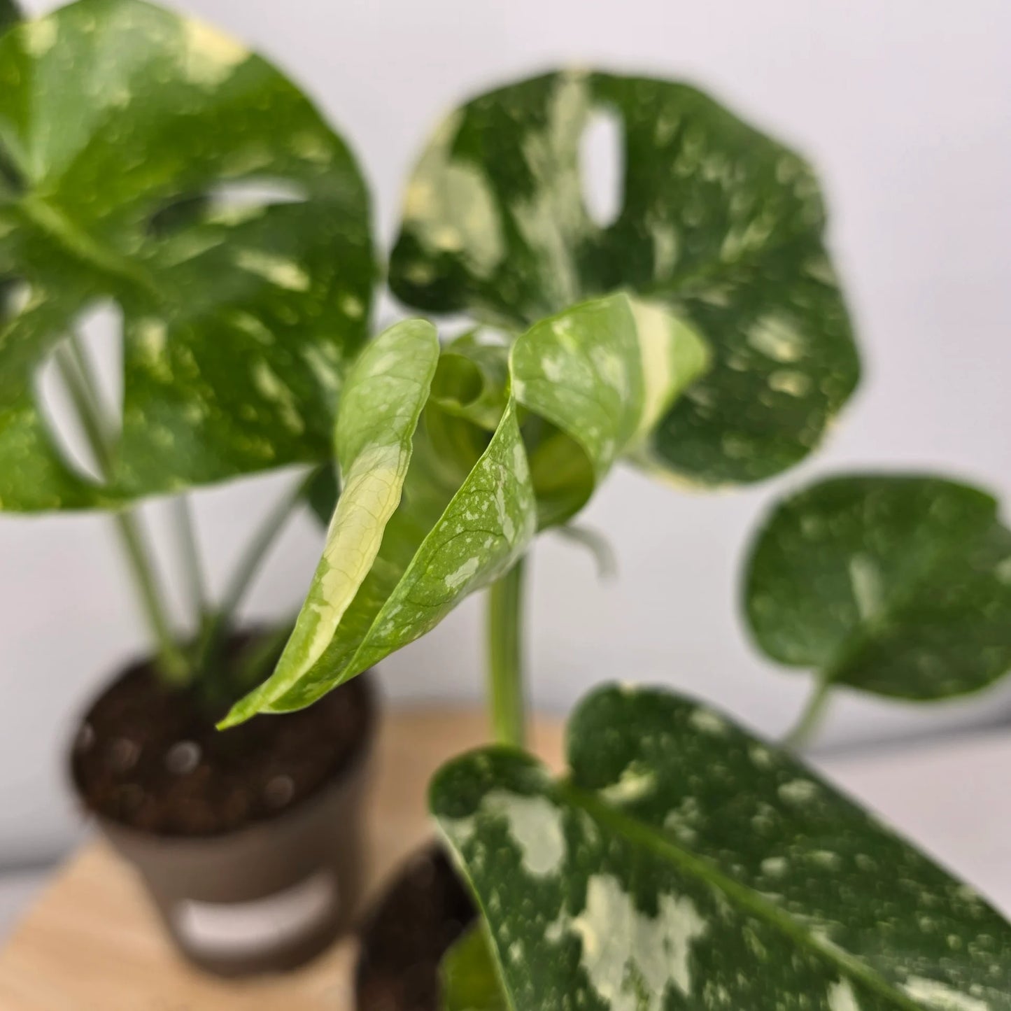 Monstera 'Thai Constellation'