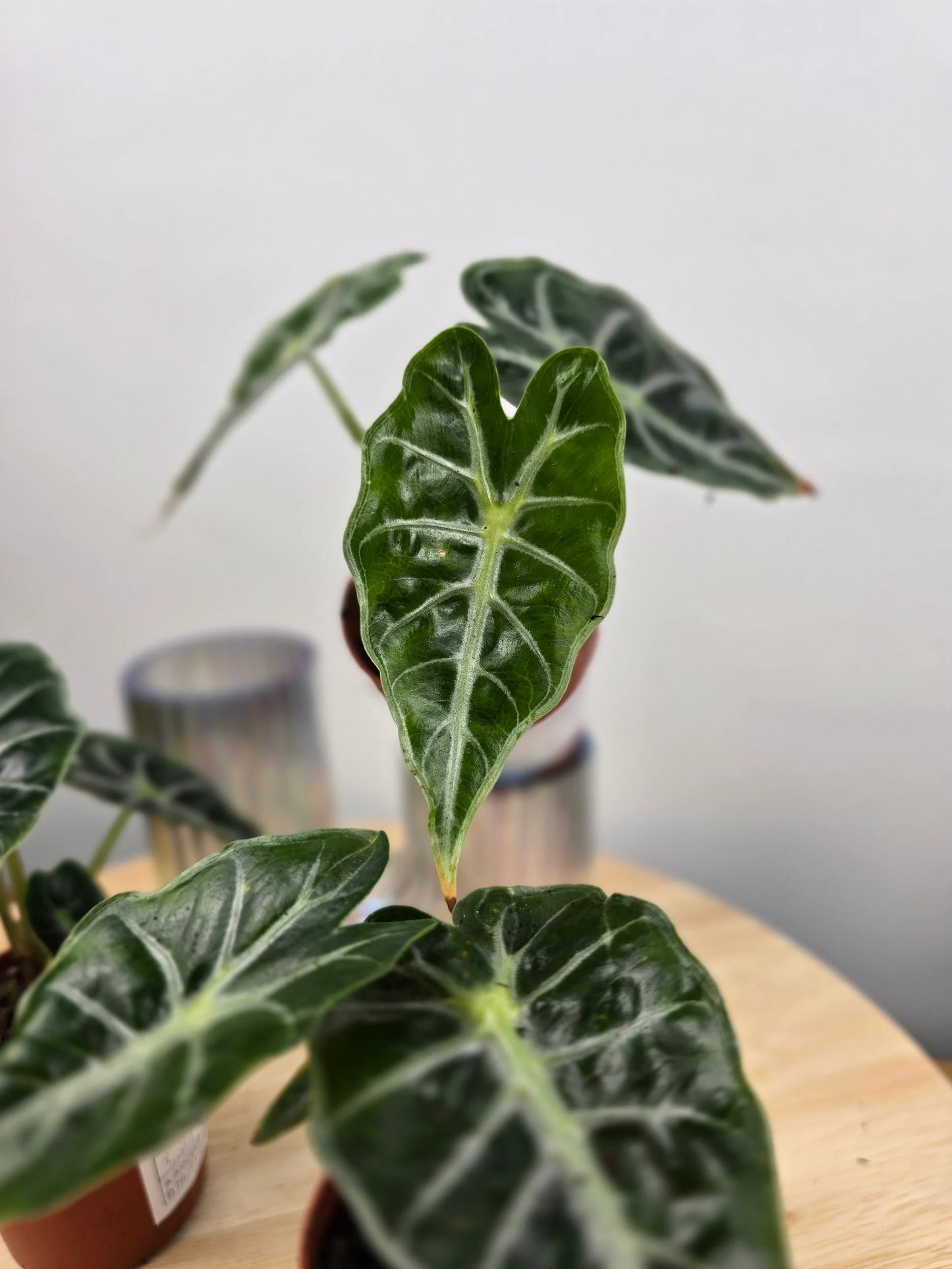 Alocasia Mandalay