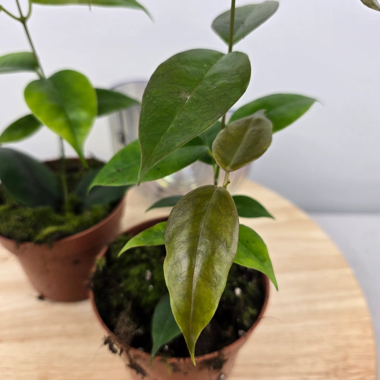 Hoya Paziae