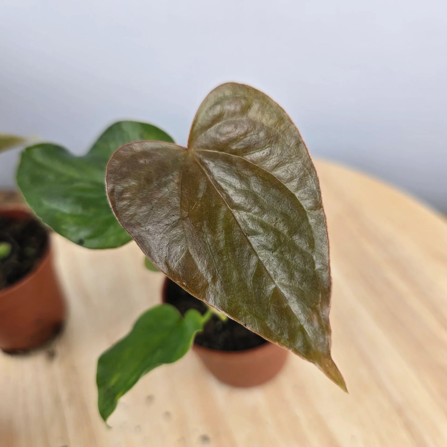 Anthurium 'Red Beauty'