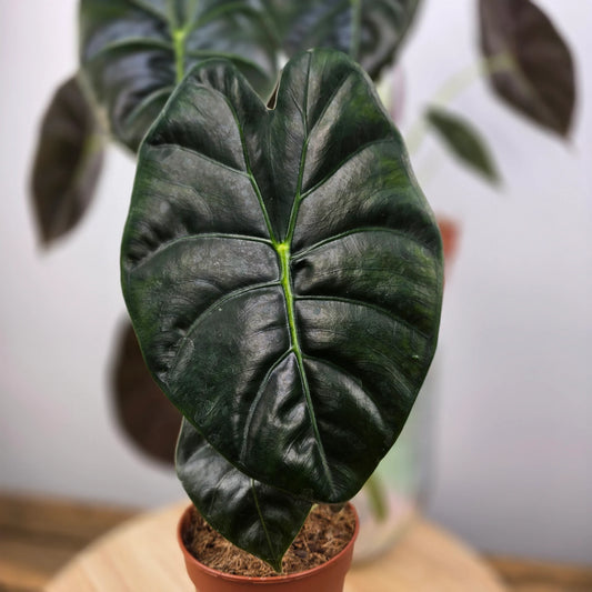 Alocasia 'Golden Bone'