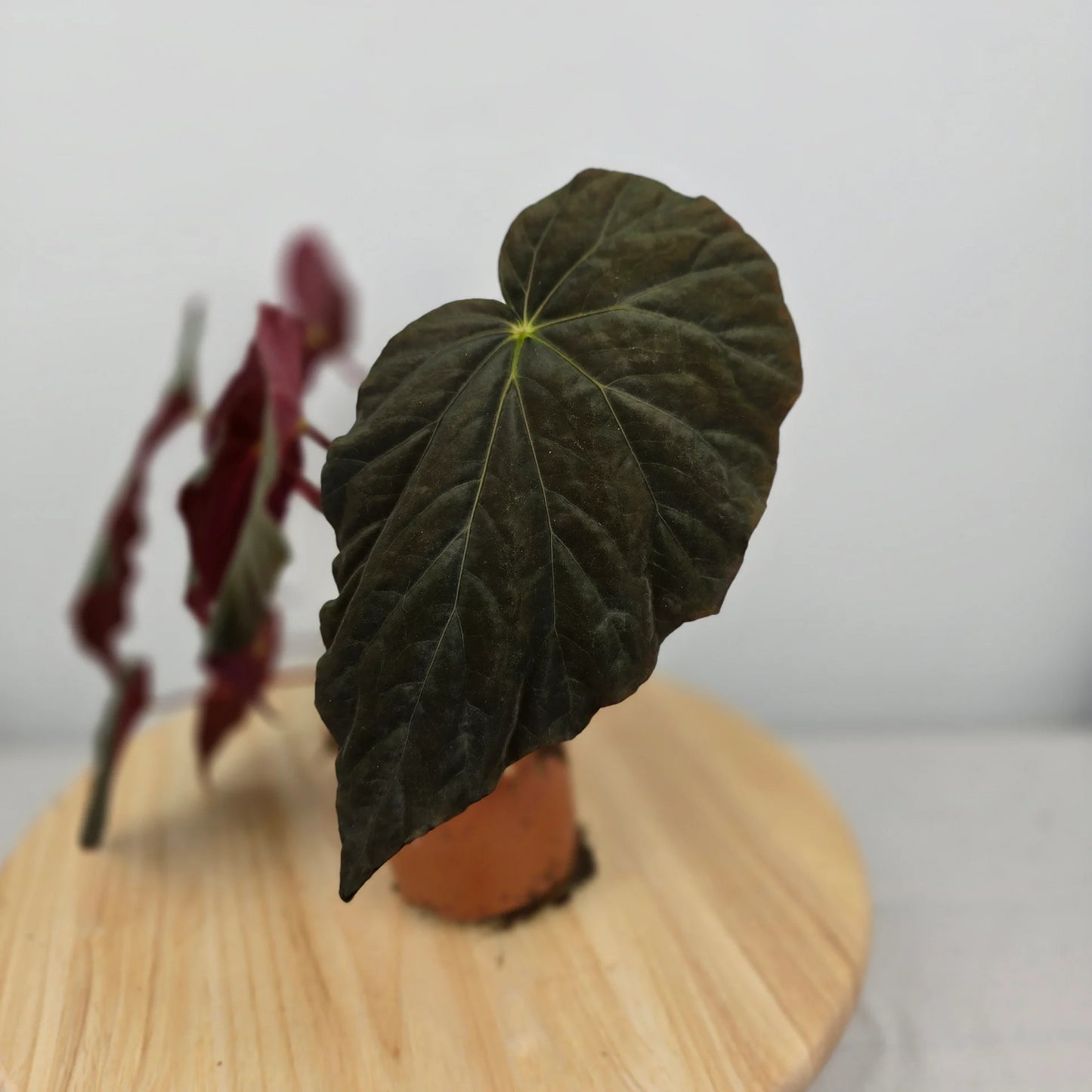 Begonia pavonina