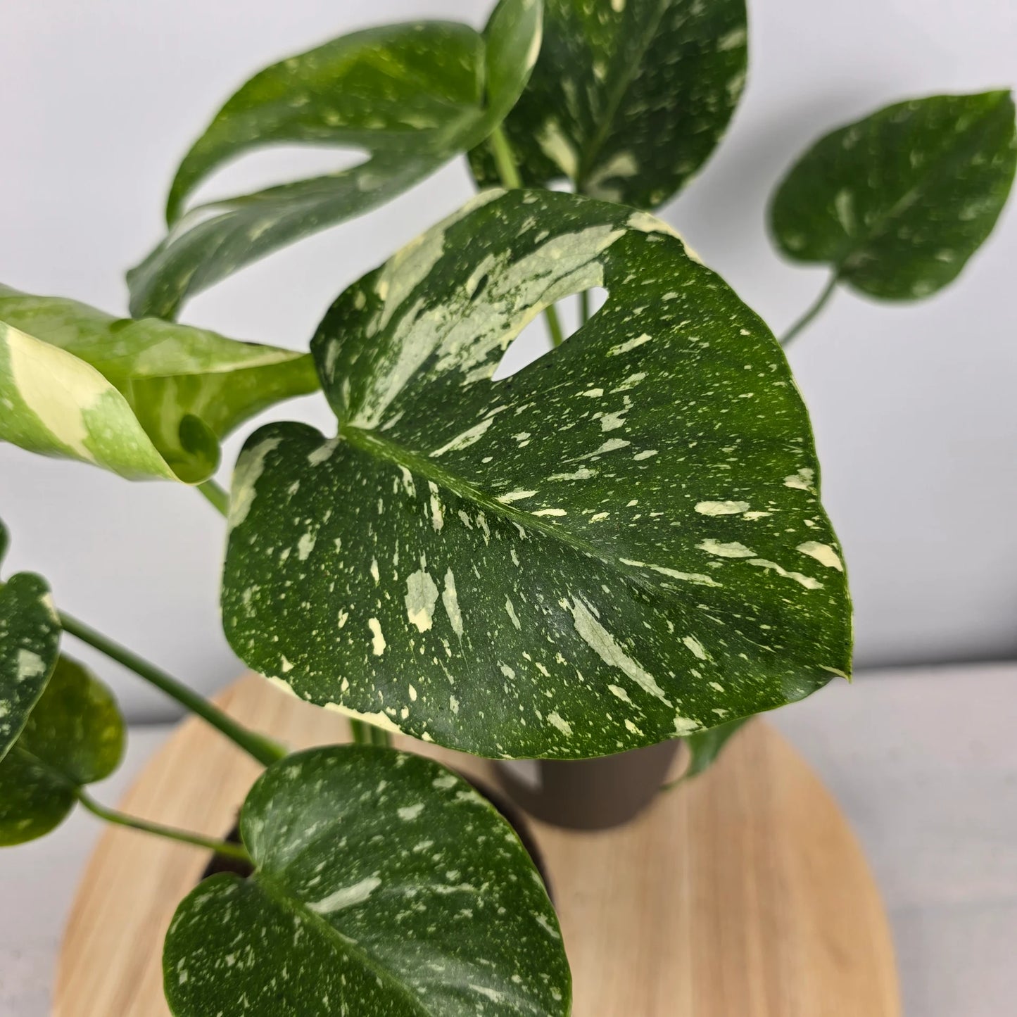 Monstera 'Thai Constellation'