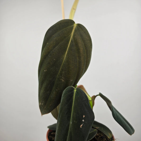 Philodendron gigas