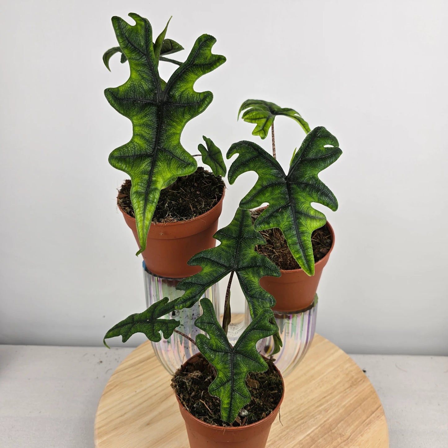 Alocasia Jacklyn