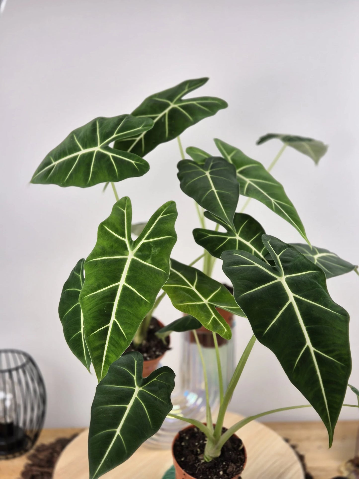Alocasia micholitziana 'Frydek'