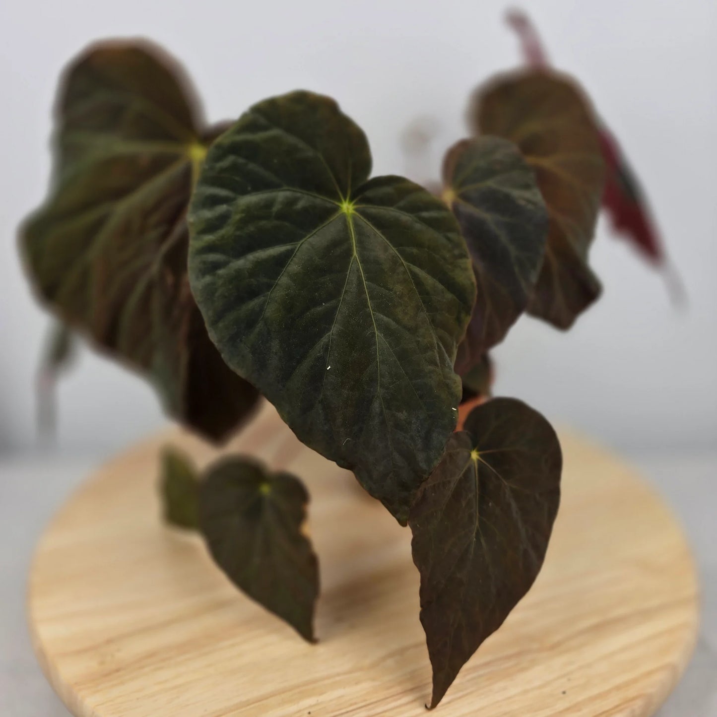 Begonia pavonina