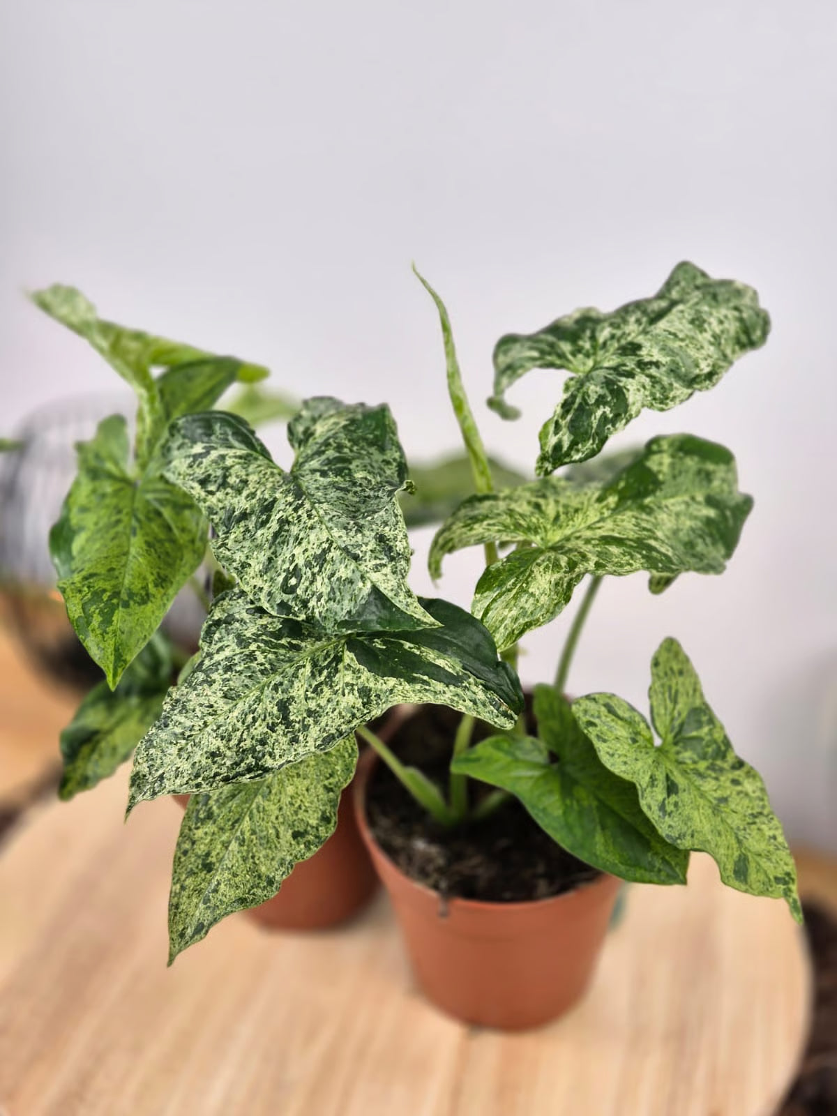 Syngonium Mottled