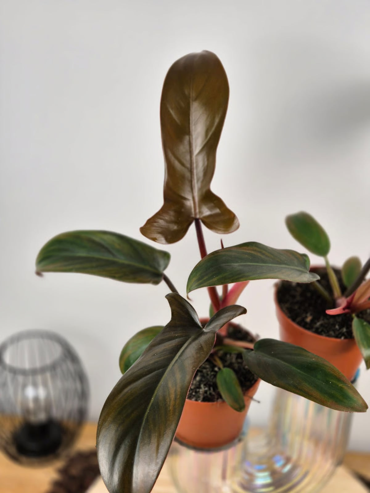 Philodendron Florida Bronze