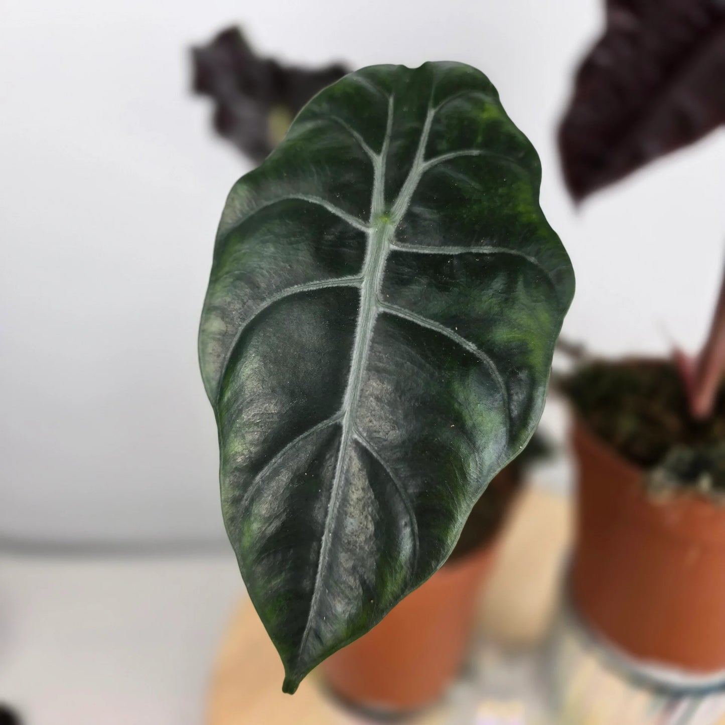 Alocasia chantrieri