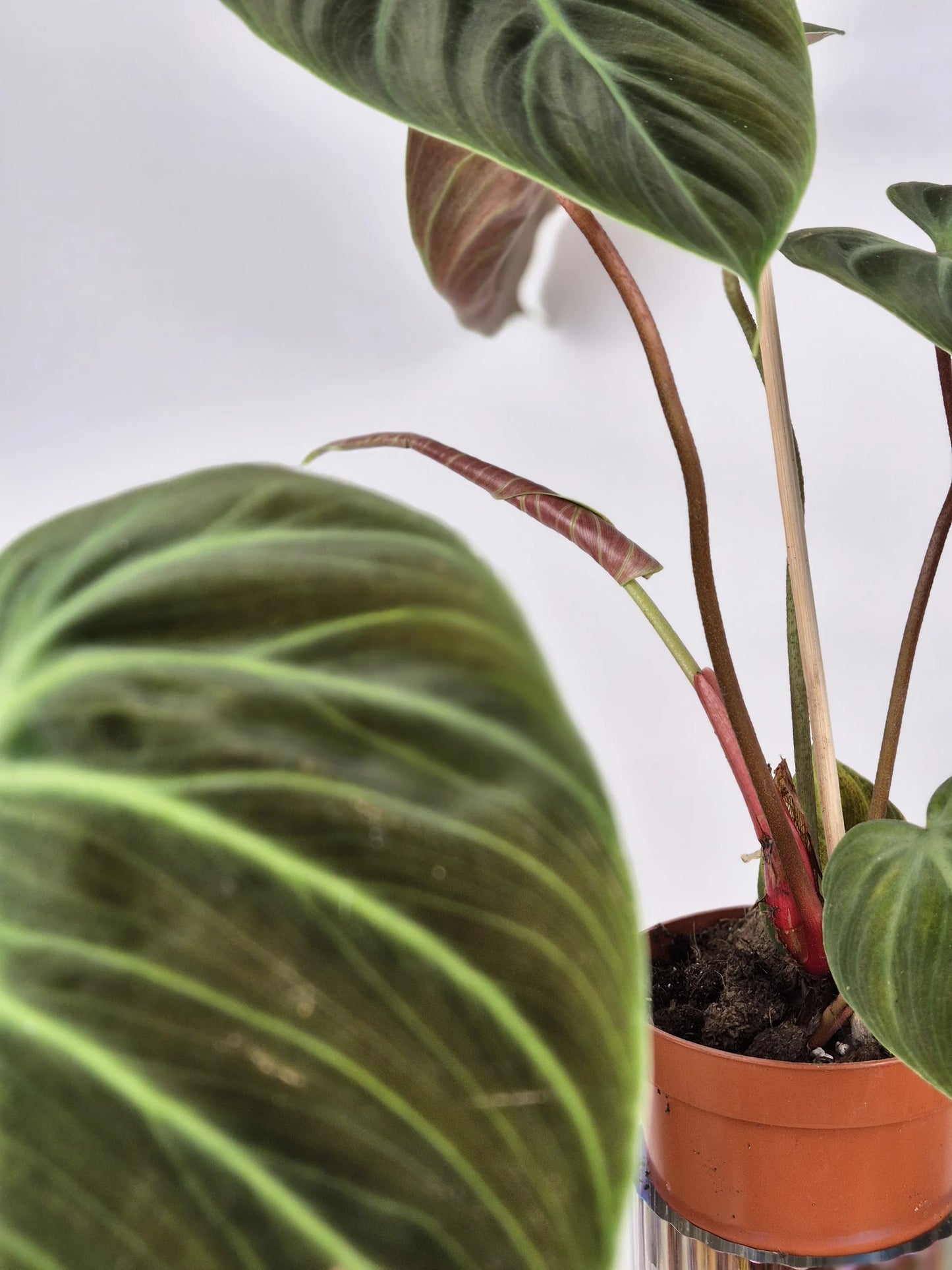 Philodendron 'El Choco Red'