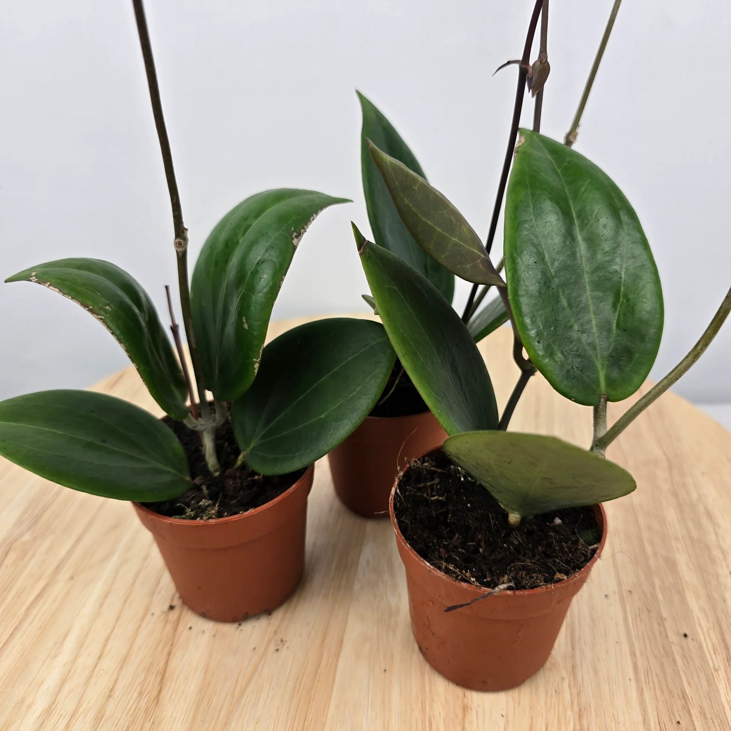 Hoya sp Papua