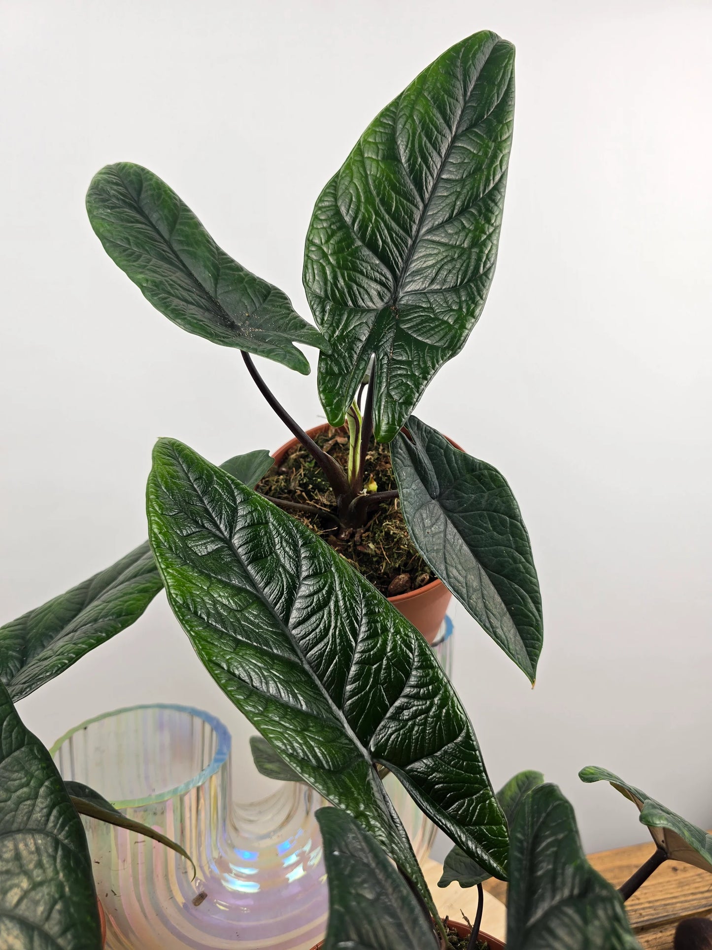Alocasia Scalprum