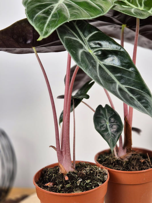 Alocasia 'Pink Dragon'