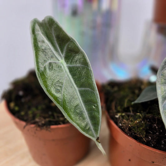 Alocasia Longiloba Purple 'S'