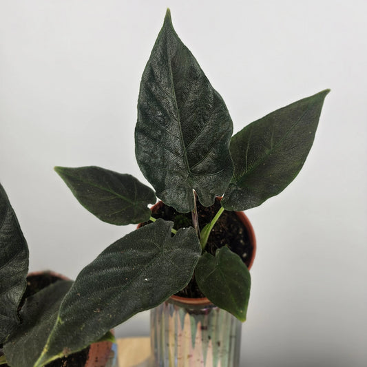Alocasia 'Antoro Velvet'