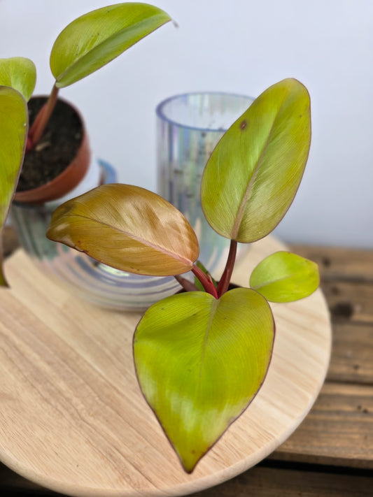 Philodendron 'Mars'