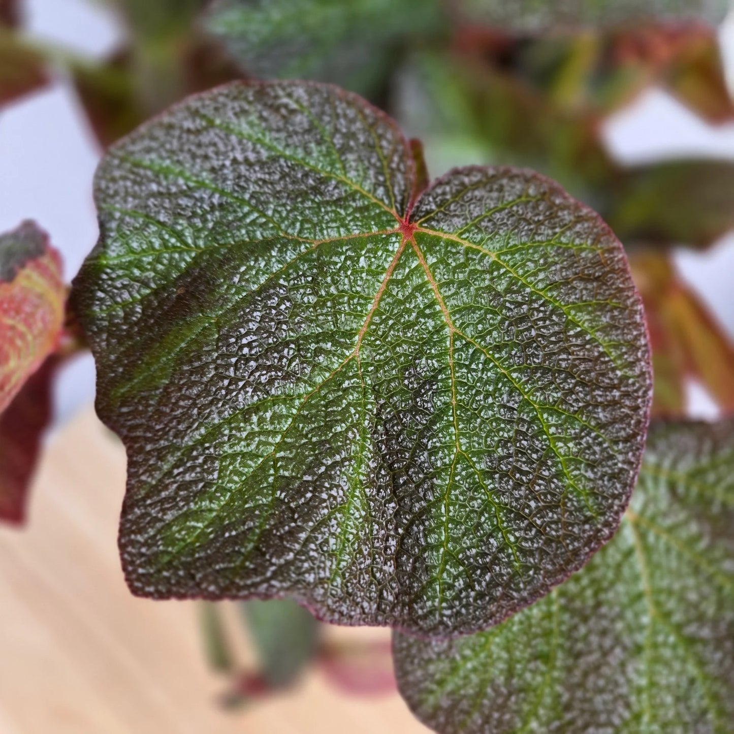 Begonia 'Boomer'